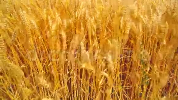 麦田农业耕地中的金麦穗视频的预览图