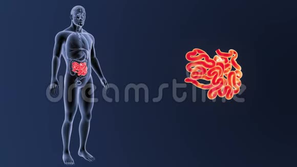 小肠放大器官视频的预览图