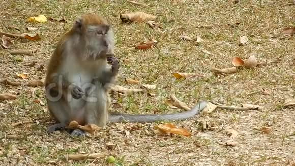 马来西亚的长尾猕猴视频的预览图