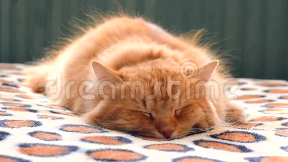 国产姜猫睡觉视频的预览图