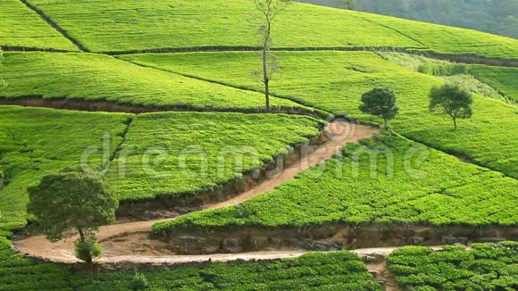 斯里兰卡的茶园山在努瓦拉埃利亚视频的预览图