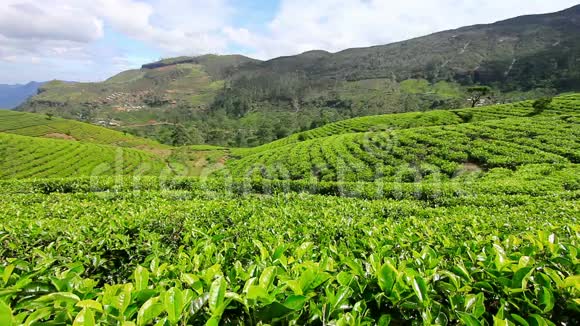 斯里兰卡的茶园山在努瓦拉埃利亚视频的预览图