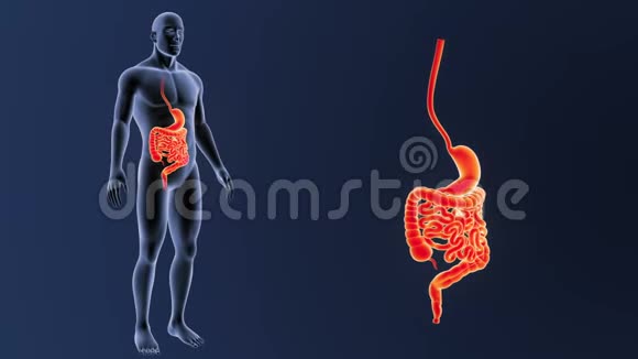 胃和肠与身体缩放视频的预览图