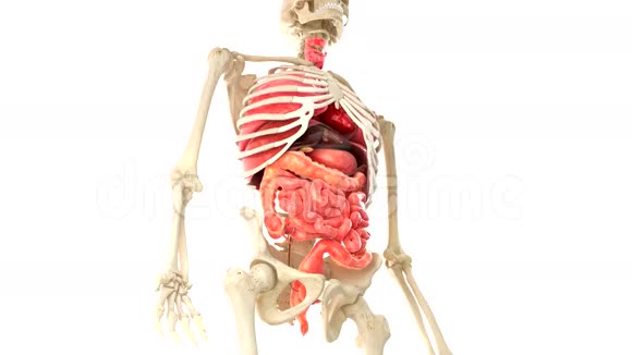 人体和内部器官循环旋转视频的预览图