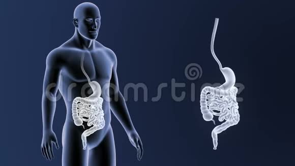 胃和肠与身体缩放视频的预览图
