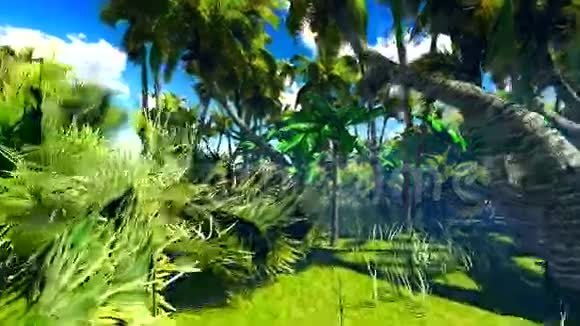 热带丛林视频的预览图