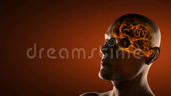 真实的人脑X线扫描视频的预览图