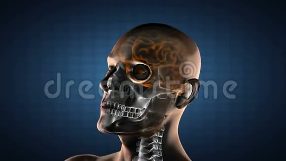 真实的人脑X线扫描视频的预览图