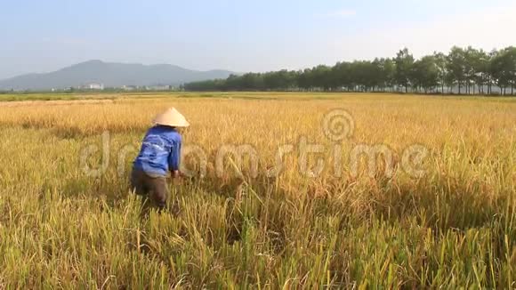 越南女农民在稻田里收割庄稼视频的预览图