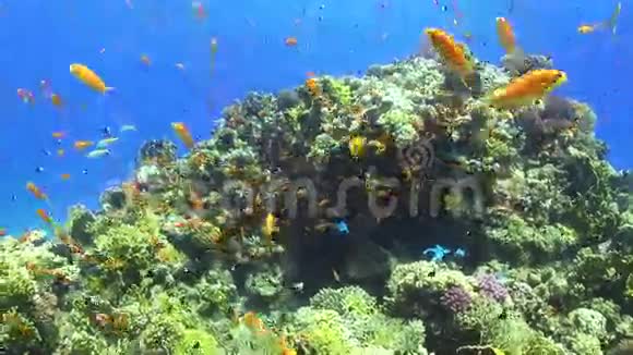 充满活力的珊瑚礁上的五颜六色的鱼视频的预览图