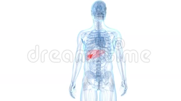 肝脏肿瘤视频的预览图