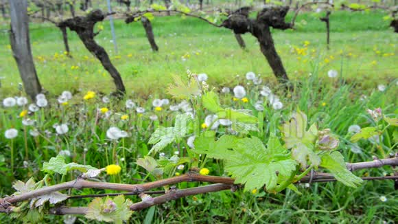 春天的葡萄园波尔多葡萄园视频的预览图