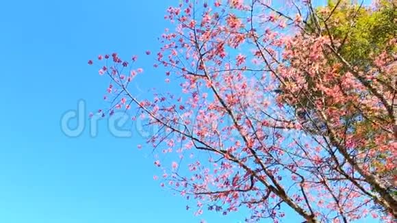野生喜马拉雅樱花春花视频的预览图