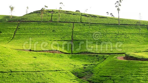斯里兰卡的茶园山在努瓦拉埃利亚视频的预览图