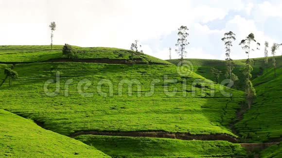 斯里兰卡的茶园山在努瓦拉埃利亚视频的预览图