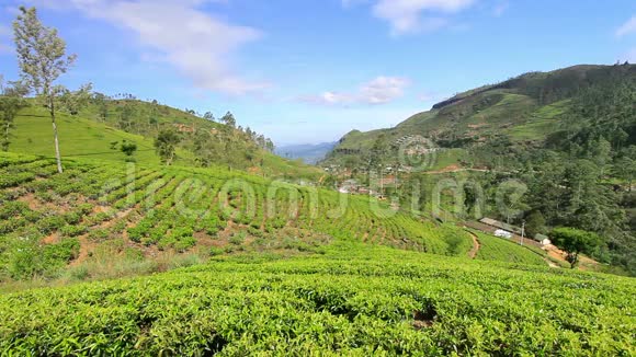 斯里兰卡的茶园山在努瓦拉埃利亚视频的预览图