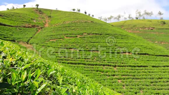 斯里兰卡的茶园山在努瓦拉埃利亚视频的预览图