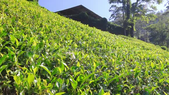 斯里兰卡的茶园山在努瓦拉埃利亚视频的预览图