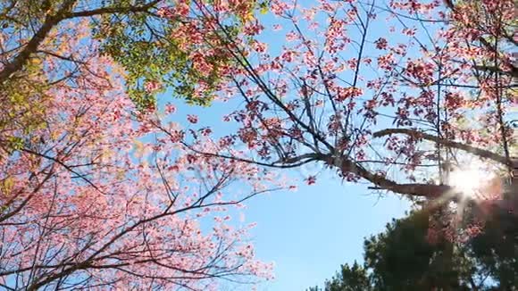 野生喜马拉雅樱花春花视频的预览图