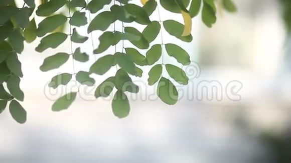 白色背景上的叶绿色树枝视频的预览图