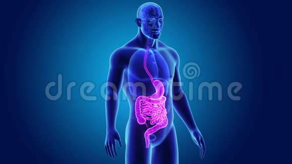 胃和肠有器官视频的预览图