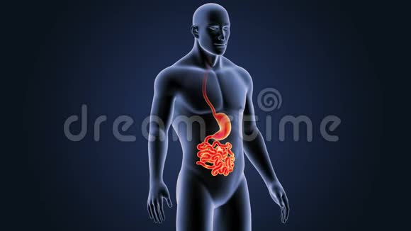 胃和小肠与身体视频的预览图