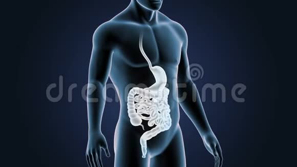 人体胃和肠与身体视频的预览图