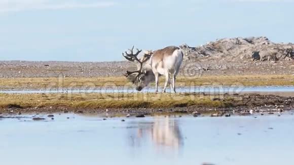 野生动物北极冻原驯鹿斯瓦尔巴茨卑尔根视频的预览图