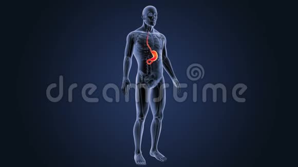 人体胃与骨架体视频的预览图