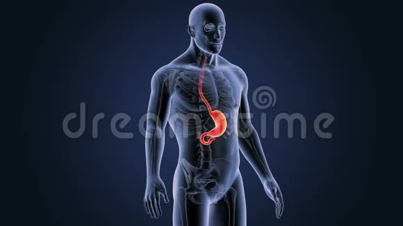人体胃与骨架体视频的预览图