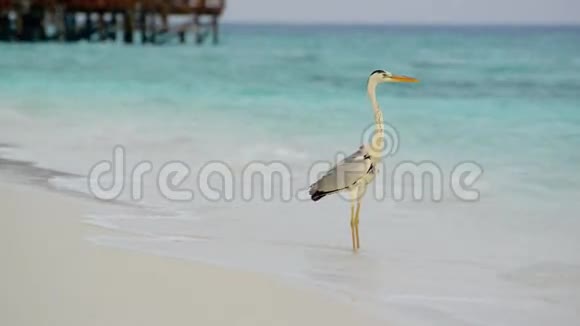 沙滩和海浪南雄环礁马尔代夫视频的预览图