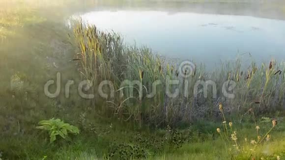 夏日的晨景和薄雾视频的预览图