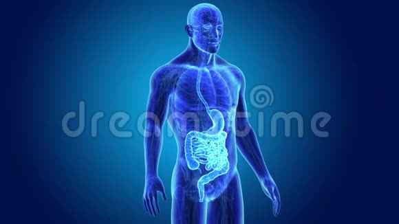 胃和肠的解剖视频的预览图