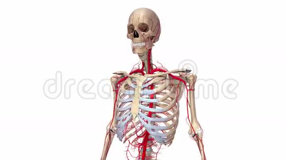 有动脉的人体骨骼视频的预览图