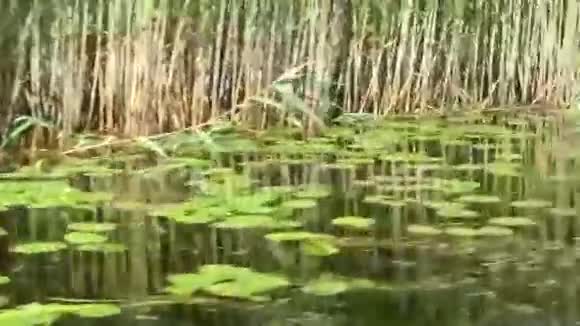 多瑙河三角洲有沼泽植被的美丽宁静的水道视频的预览图