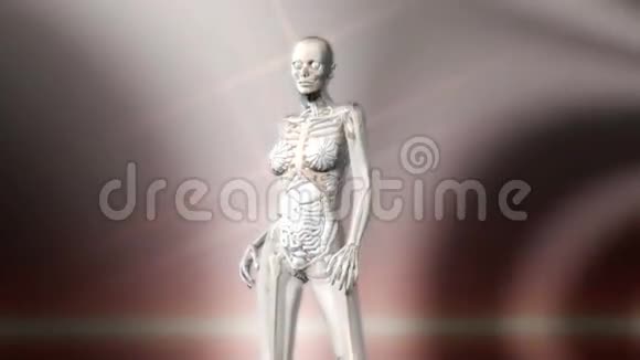女性人体解剖数字动画视频的预览图