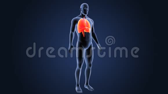 心脏肺和隔膜与身体视频的预览图