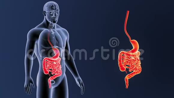 胃和肠缩小与器官视频的预览图