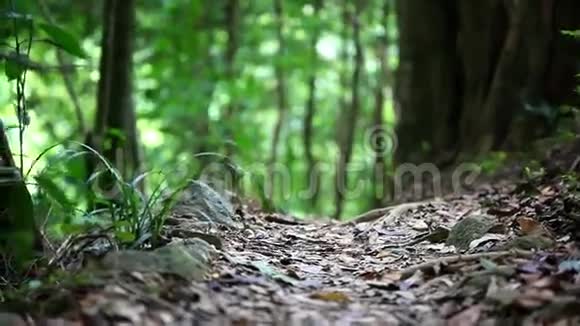 泰国阳光明媚的绿色丛林森林视频的预览图