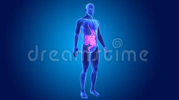 胃和肠与解剖视频的预览图