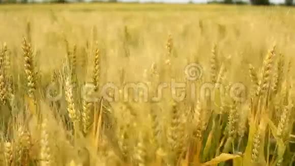 农业粮田视频的预览图