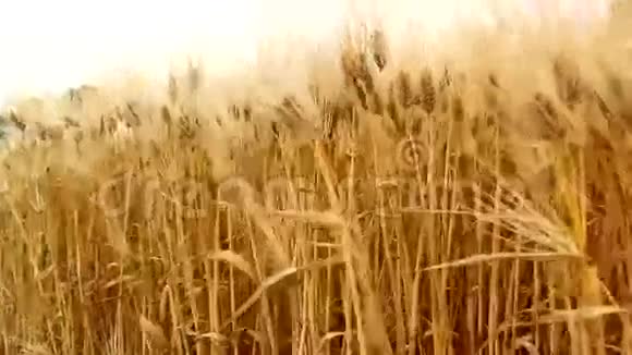 农业粮田视频的预览图