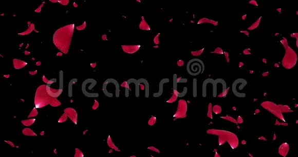 飞行浪漫红玫瑰花花瓣落下背景阿尔法冰铜循环4k视频的预览图