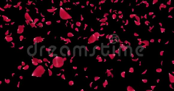 飞行浪漫红玫瑰花花瓣落下背景阿尔法冰铜循环4k视频的预览图