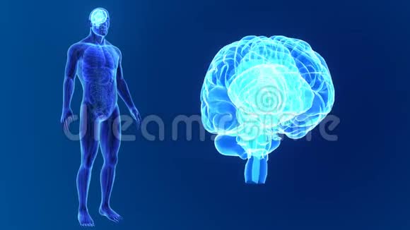 人脑放大与解剖视频的预览图