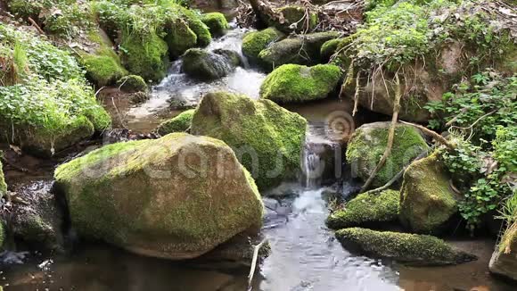河流流过原始森林中的巨石视频的预览图