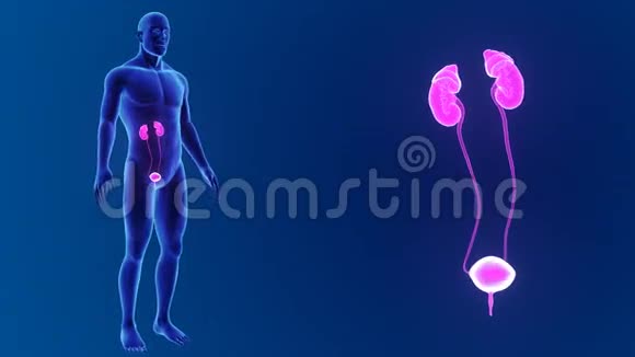 泌尿系统与身体缩放视频的预览图