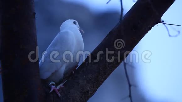 农村地区树上的白鸽视频的预览图