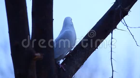 农村地区树上的白鸽视频的预览图