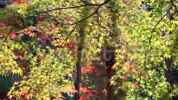 日本秋季枫树的红叶视频的预览图